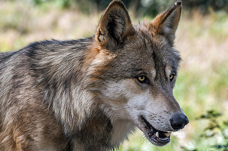 Der Wolf – Bedrohung für die Alpwirtschaft oder bedrohte Tierart? Foto: Pixabay
